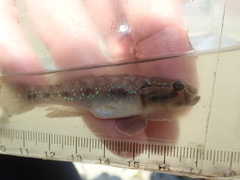 Acentrogobius viridipunctatus