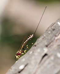 Certonotus