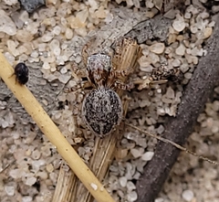 Maratus robinsoni