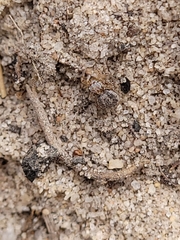Maratus robinsoni