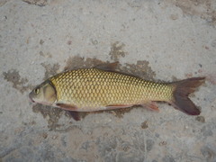 Carpiodes carpio