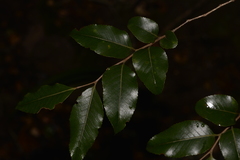 Nothofagus moorei