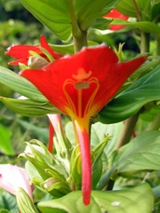 Columnea nicaraguensis
