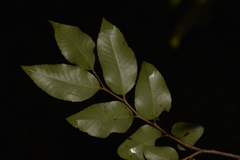 Nothofagus moorei
