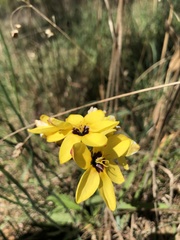 Ixia fuscocitrina
