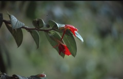 Columnea nicaraguensis