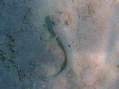 Valenciennea muralis