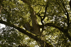 Nothofagus moorei