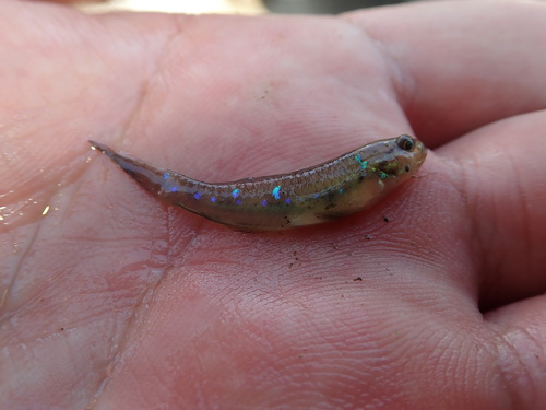 Vigan goby (Acentrogobius viganensis) — Gobiidae — 2