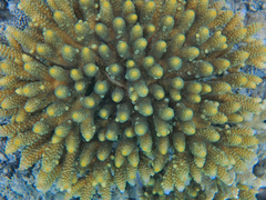 Acropora millepora
