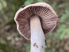 Cortinarius salor