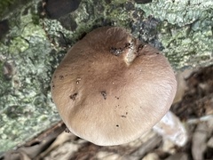 Cortinarius salor