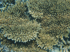 Acropora millepora