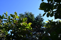 Picea jezoensis jezoensis