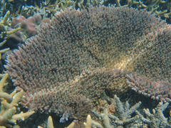 Acropora millepora