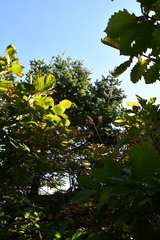 Picea jezoensis jezoensis