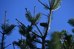 Picea jezoensis jezoensis
