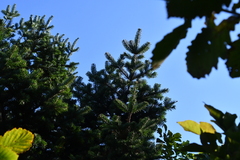 Picea jezoensis jezoensis