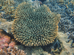 Acropora millepora