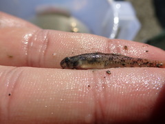 Pseudogobius masago