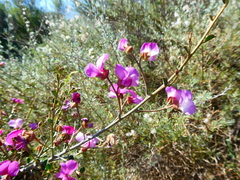 Podalyria microphylla
