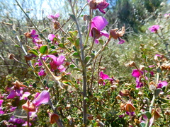Podalyria microphylla
