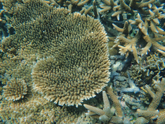 Acropora millepora