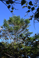 Picea jezoensis jezoensis