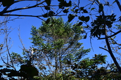 Picea jezoensis jezoensis