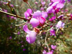 Podalyria microphylla