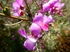 Podalyria microphylla