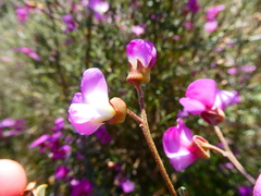 Podalyria microphylla
