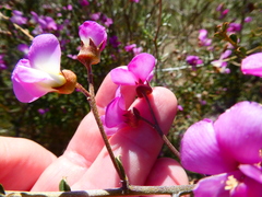 Podalyria microphylla