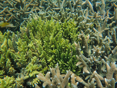 Acropora austera