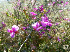 Podalyria microphylla