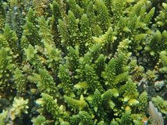 Acropora austera