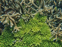 Acropora tenuis