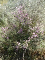 Podalyria microphylla