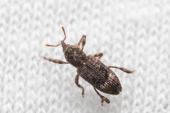 Camptorhinus simplex