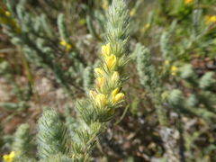 Aspalathus muraltioides