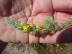 Aspalathus muraltioides