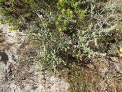 Aspalathus muraltioides