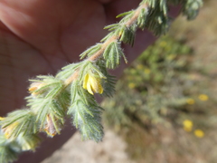 Aspalathus muraltioides