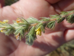 Aspalathus muraltioides