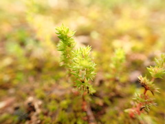 Crassula decumbens