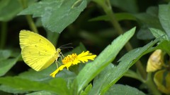 Eurema hecabe