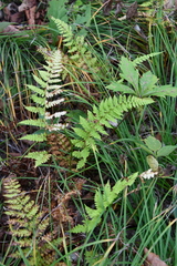 Athyrium yokoscense