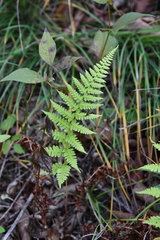 Athyrium yokoscense