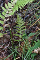 Athyrium yokoscense
