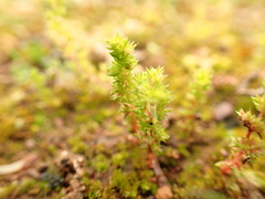 Crassula decumbens